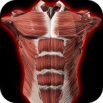 мышечная система в 3D (анатомия)